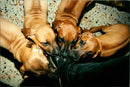Dogs Rhodesian Ridgeback, Simbashana's Idefix. - Vintage Photograph