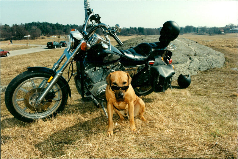 Dogs Rhodesian Ridgeback, Simbashana's Idefix. - Vintage Photograph