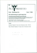 Dogs Rhodesian Ridgeback, Simbashana's Idefix. - Vintage Photograph