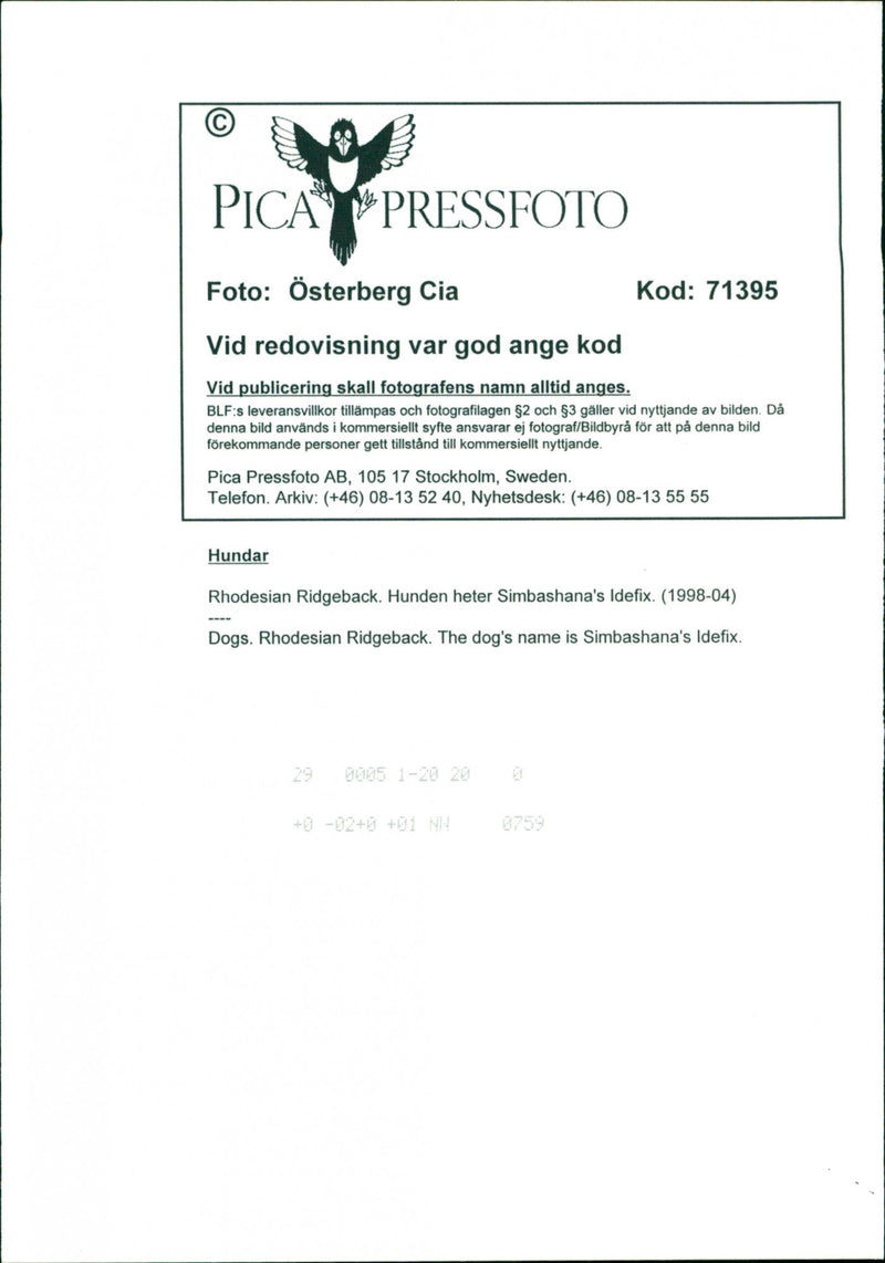 Dogs Rhodesian Ridgeback, Simbashana's Idefix. - Vintage Photograph