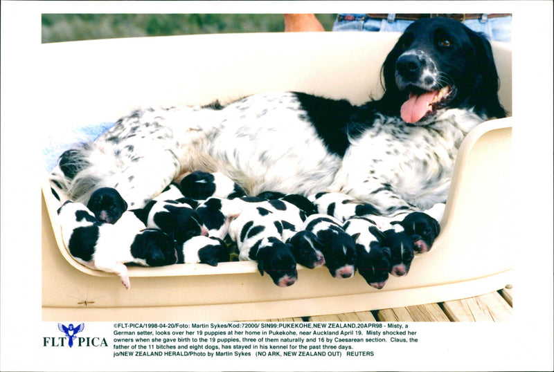 Misty, a German setter and 19 puppies at Pukekohe - Vintage Photograph