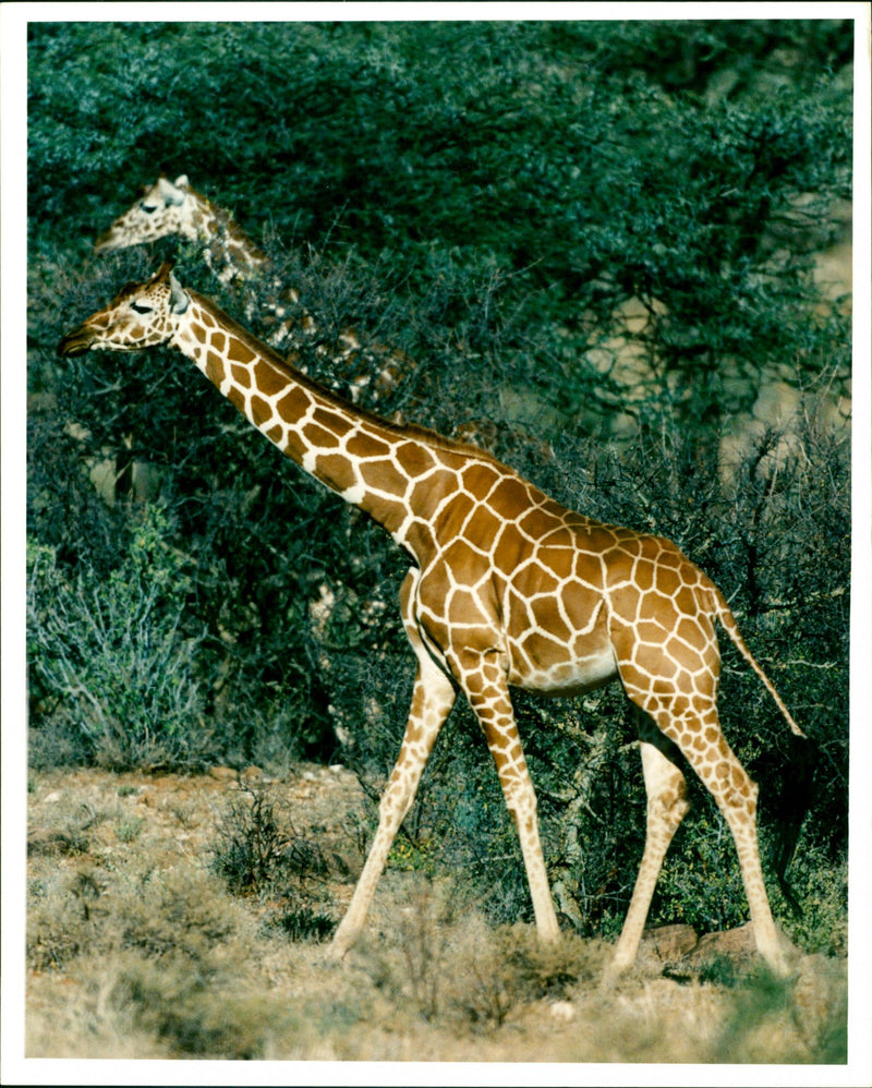 Reticulated Giraffe. - Vintage Photograph