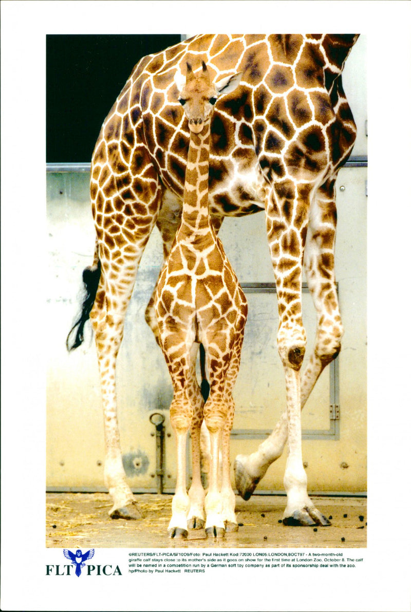 Giraffe. - Vintage Photograph