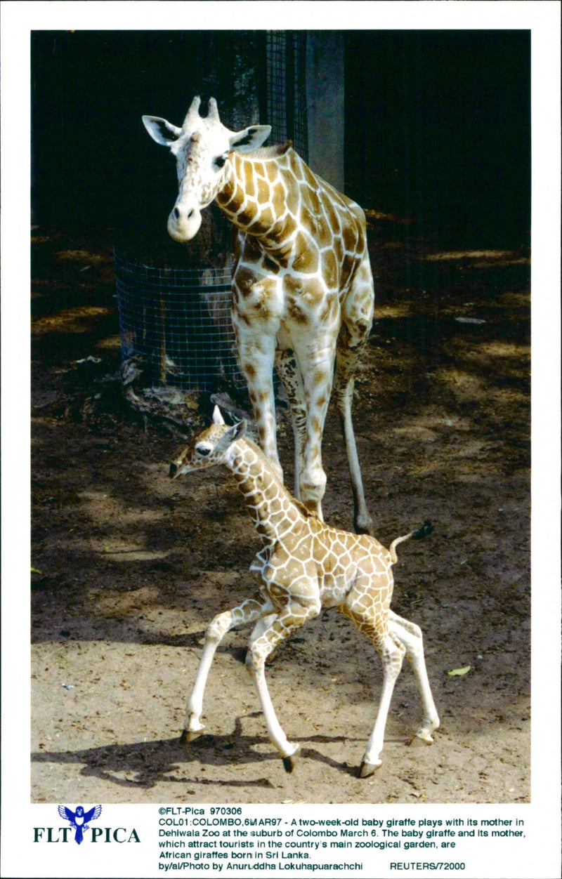 Giraffe. - Vintage Photograph