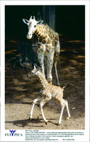Giraffe. - Vintage Photograph