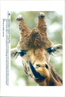 Giraffe. - Vintage Photograph