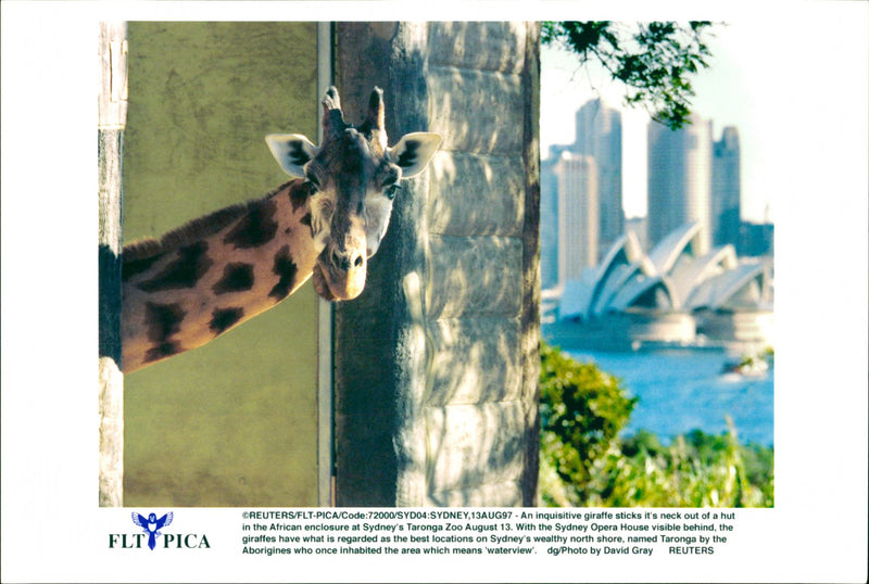 Giraffe. - Vintage Photograph