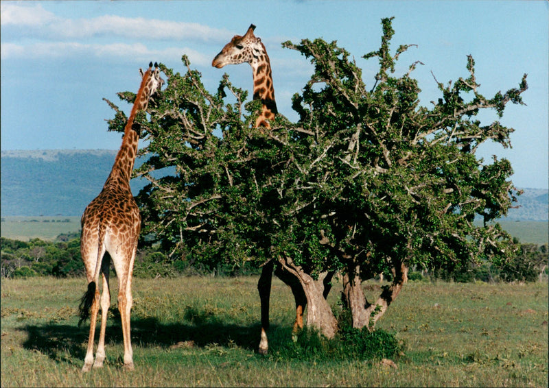 Giraffe, Kenya. - Vintage Photograph