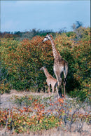 Giraffe, South Africa. - Vintage Photograph