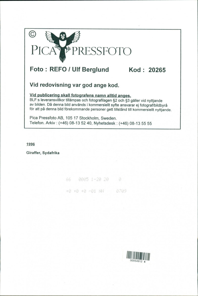 Giraffe, South Africa - Vintage Photograph