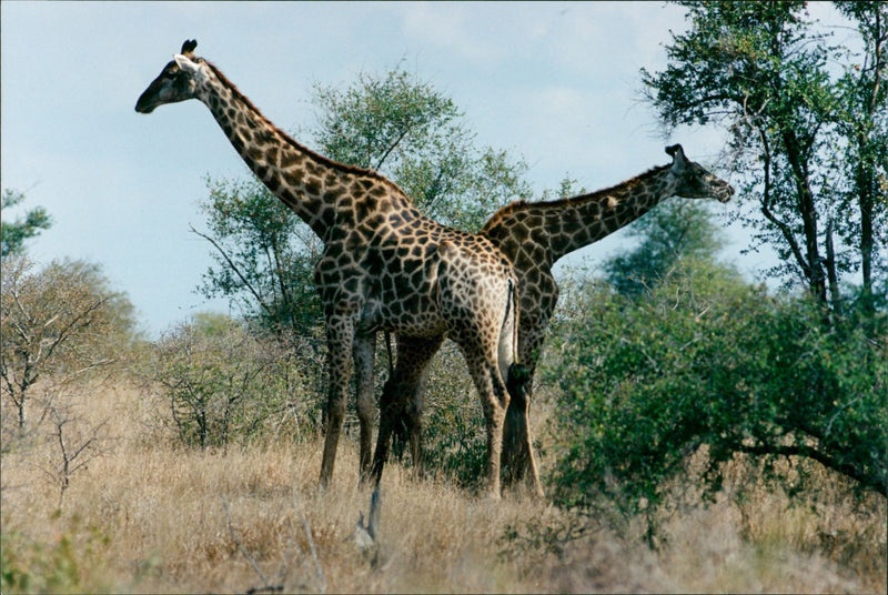 Giraffe, South Africa - Vintage Photograph