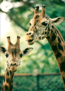 Giraffe. - Vintage Photograph