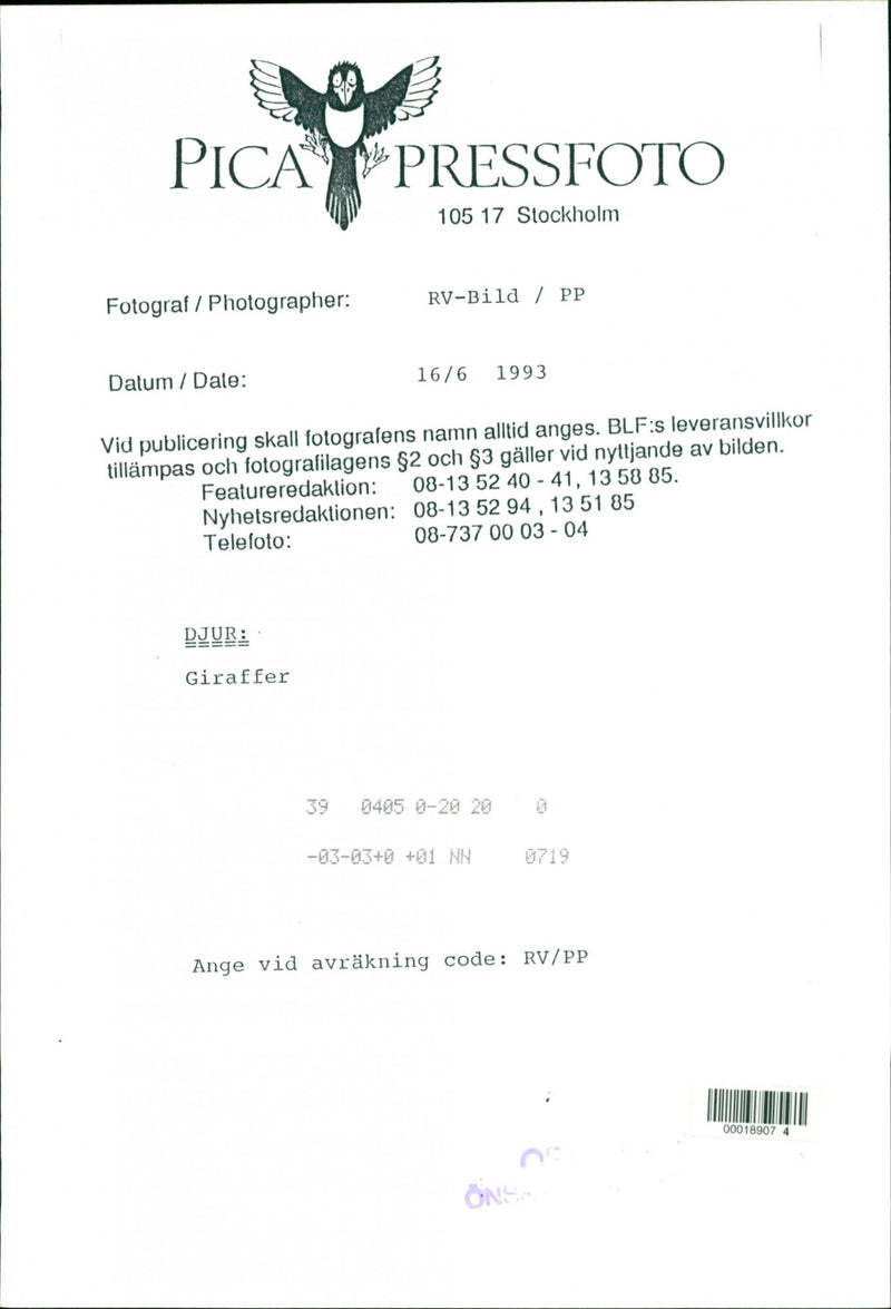 Giraffe. - Vintage Photograph