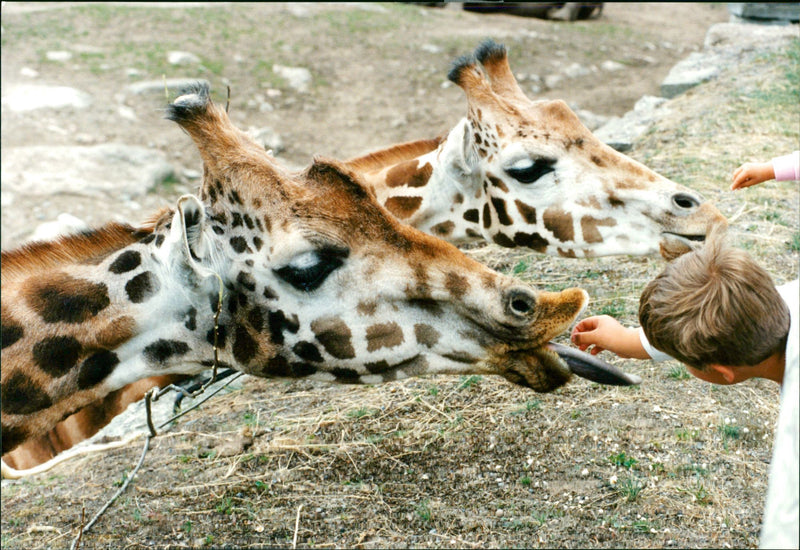 Giraffe. - Vintage Photograph