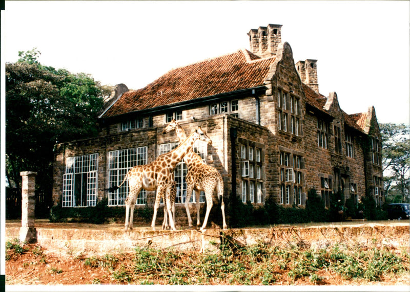 Two Giraffe at ivy-clad Manor hotel. - Vintage Photograph