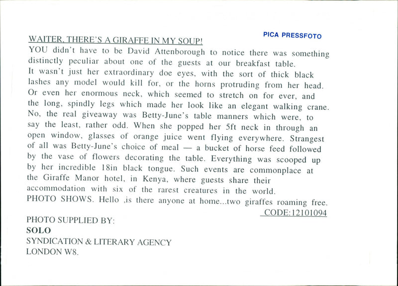 Giraffe. - Vintage Photograph