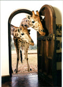 Giraffe. - Vintage Photograph