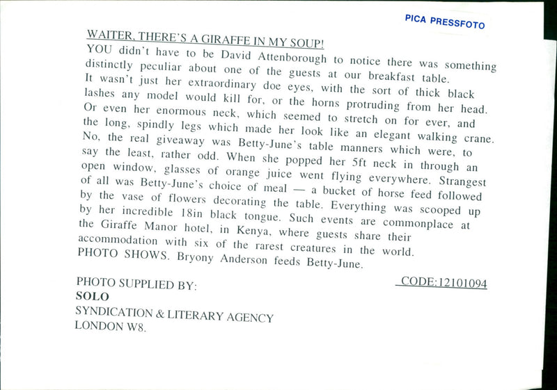 Bryony Anderson feeds Betty the Giraffe. - Vintage Photograph