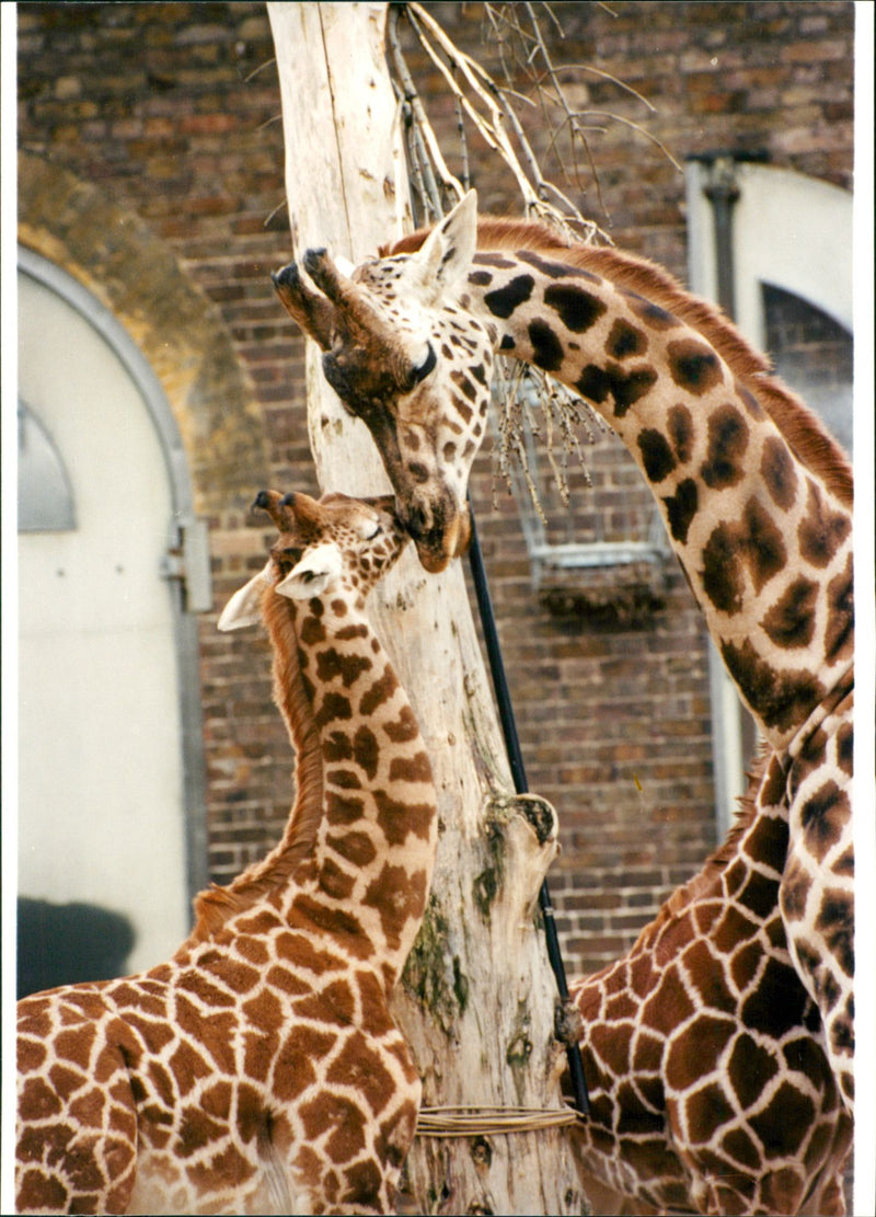 Giraffe. - Vintage Photograph