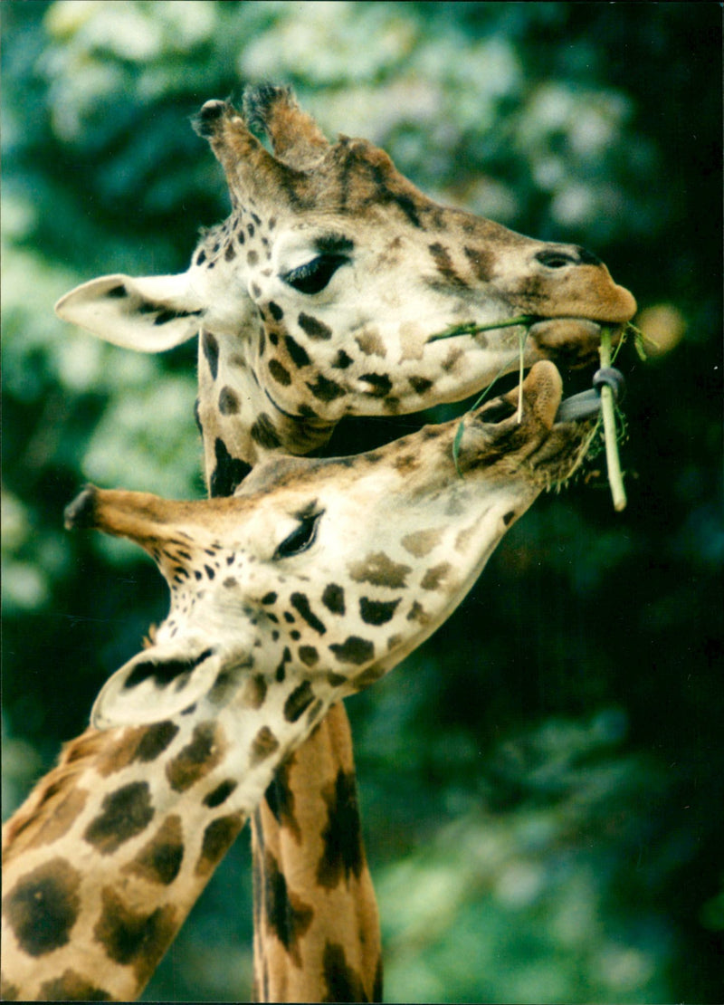 Giraffe. - Vintage Photograph