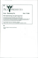 Dogs, Basset is called Bracco. - Vintage Photograph