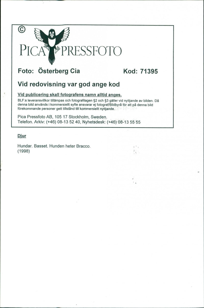 Dogs, Basset is called Bracco. - Vintage Photograph