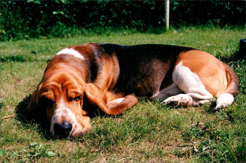 Dogs, Basset is called Bracco. - Vintage Photograph
