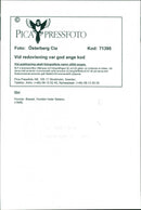 Dogs, Basset is called Bracco. - Vintage Photograph