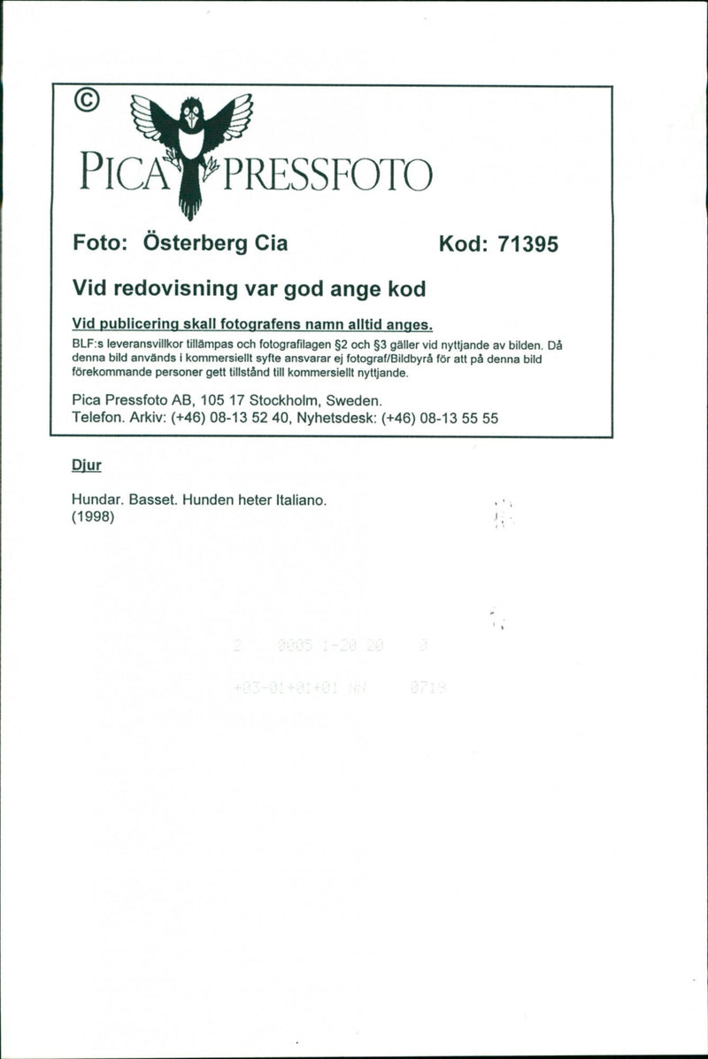 Dogs, Basset is called Bracco. - Vintage Photograph