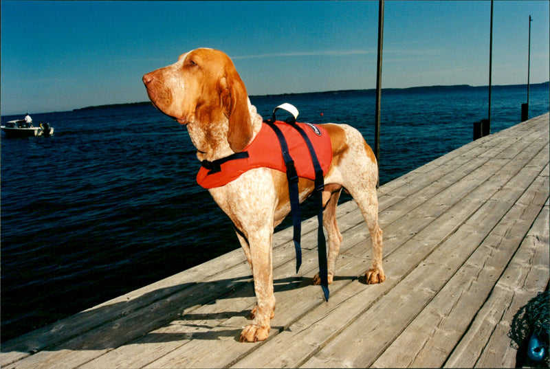 Dogs, Basset is called Bracco. - Vintage Photograph