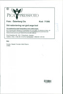 Dogs, Basset is called Bracco. - Vintage Photograph