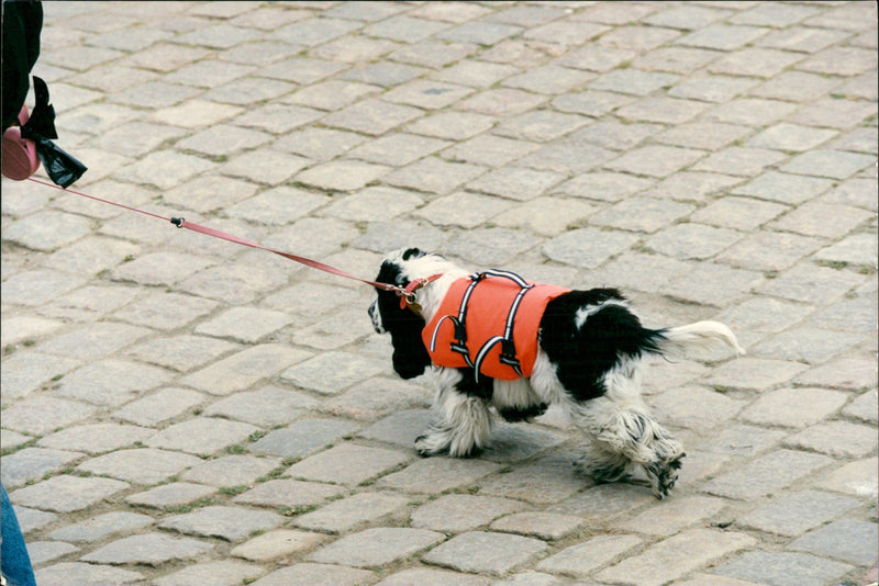 Animal Dogs Miscellaneous - Vintage Photograph