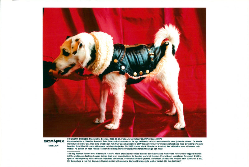 The Dog Fashion - Vintage Photograph