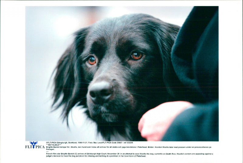 Animal Dogs Miscellaneous - Vintage Photograph