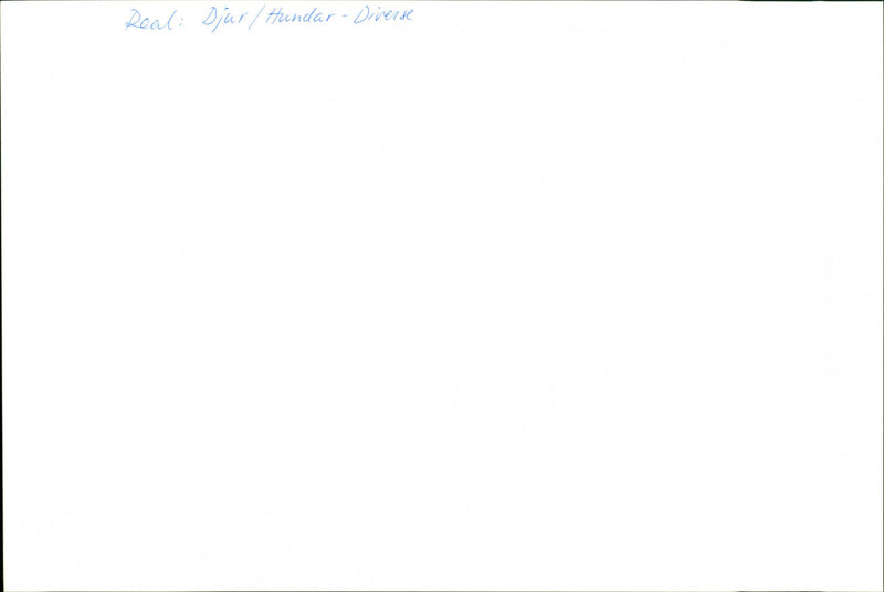 Animal Dogs Miscellaneous - Vintage Photograph