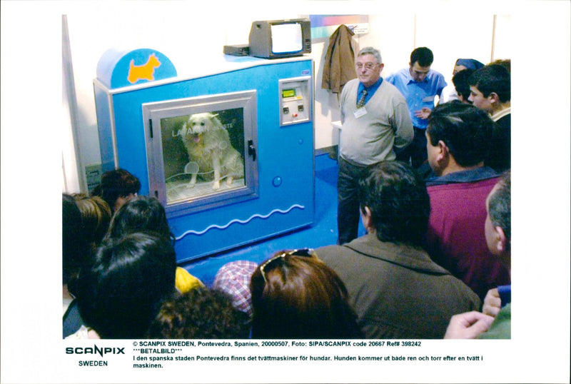 Animal Dogs Miscellaneous - Vintage Photograph