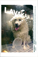 Animal Dogs Miscellaneous - Vintage Photograph