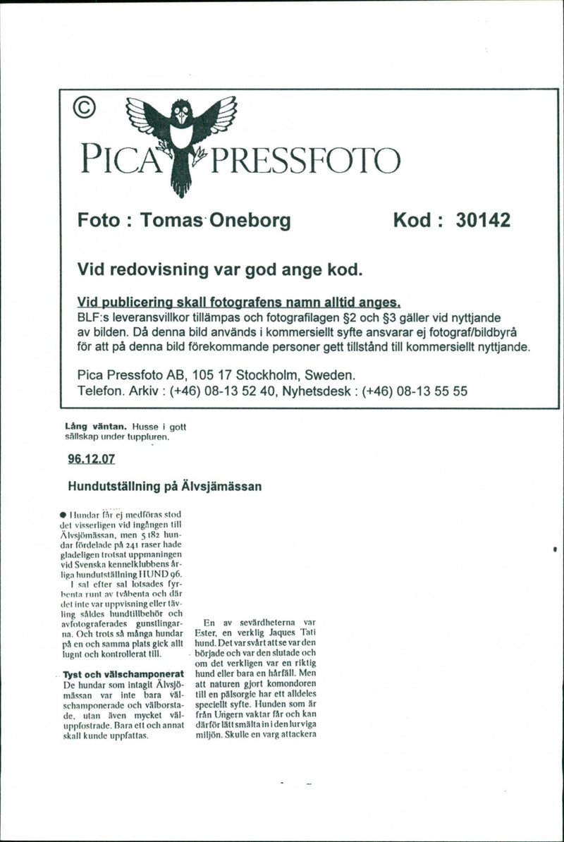 Dogs - Vintage Photograph