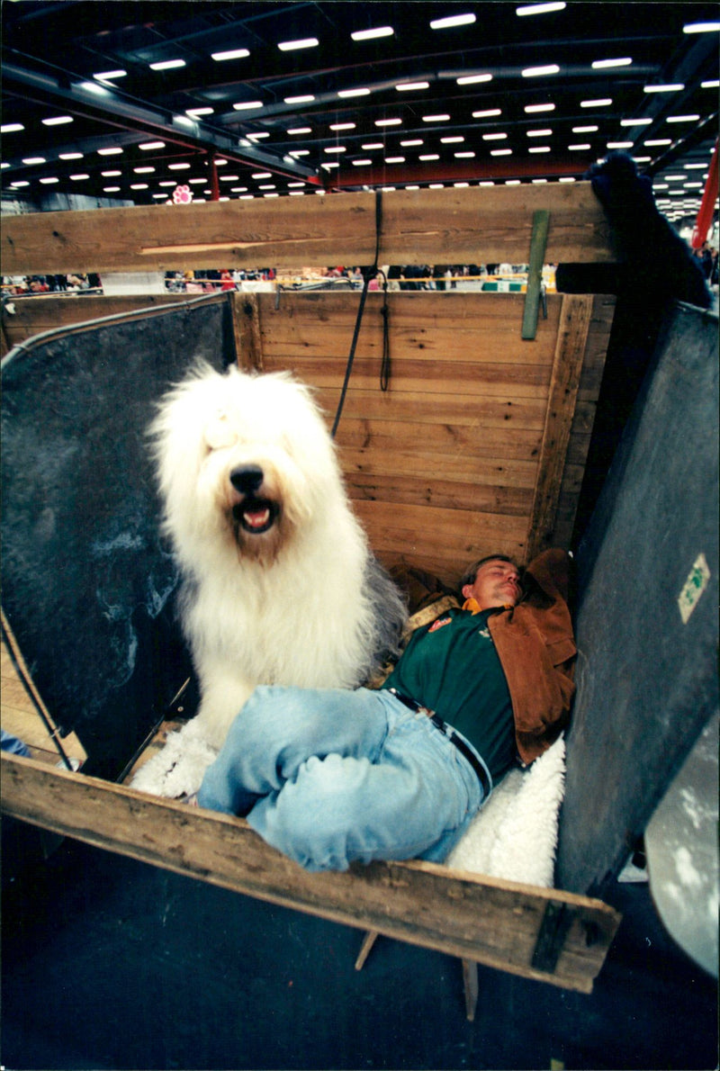 Dogs - Vintage Photograph