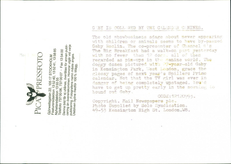 Dogs - Vintage Photograph