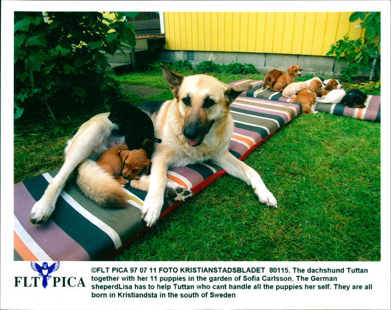 Dogs - Vintage Photograph