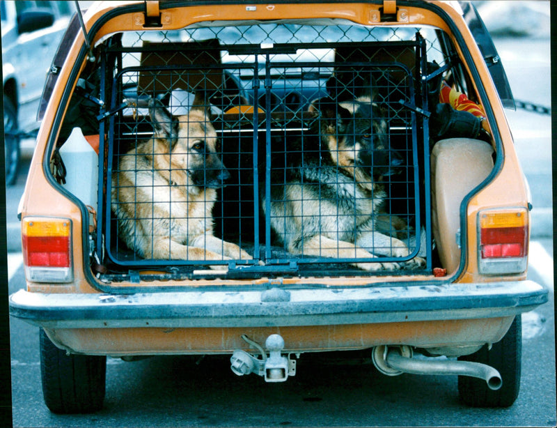 Dogs - Vintage Photograph