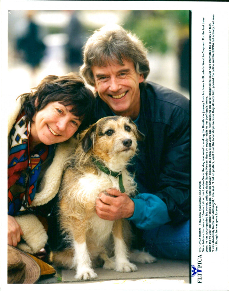 Dogs - Vintage Photograph