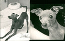 Dogs, elieurk Greyhoun. - Vintage Photograph