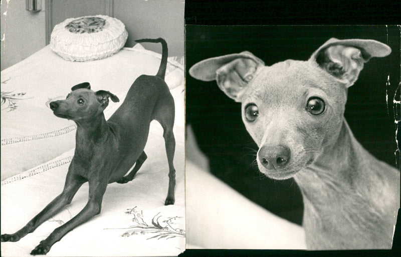 Dogs, elieurk Greyhoun. - Vintage Photograph