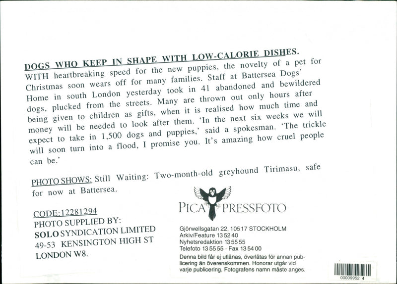 Dogs, - Vintage Photograph