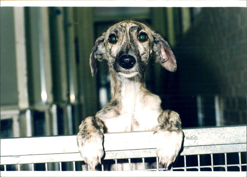 Dogs, - Vintage Photograph