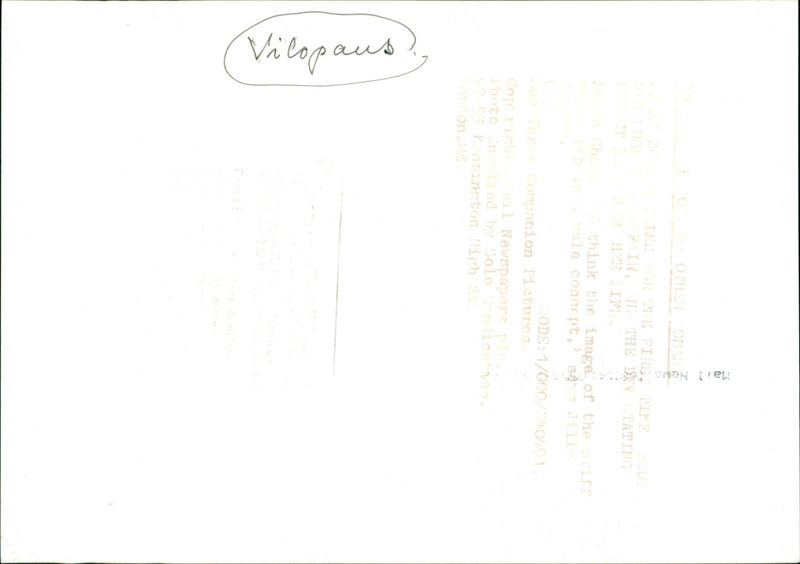 Dogs - Vintage Photograph