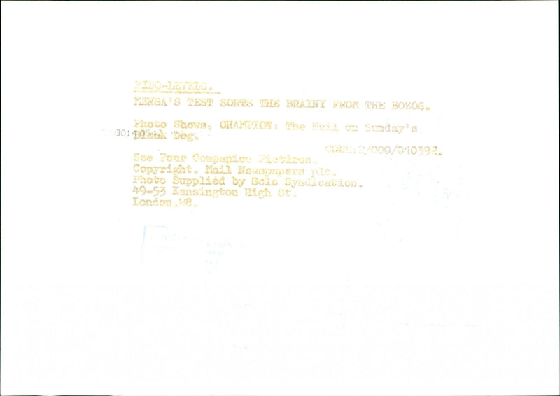 Dogs - Vintage Photograph