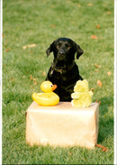 Dogs - Vintage Photograph